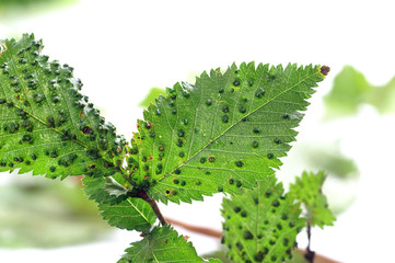 Gall mite - growths on hornbeam leaf - obrazy, fototapety, plakaty