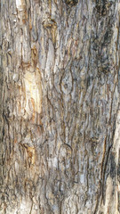 Background wood from the trees