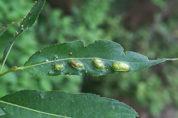 Galls on the leaves of willow - obrazy, fototapety, plakaty