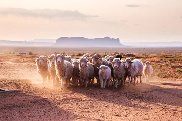 Fotobehang  A flock of sheep in Navajo Nation Reservation reservation. Monument Valley, United States © SB