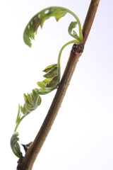  Dasineura gleditchiae larva inside the leaf - obrazy, fototapety, plakaty