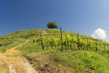 Fototapeta na wymiar Vineyard at Montevecchia (Brianza, Italy)