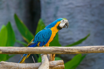 Macaw parrot in Zoo