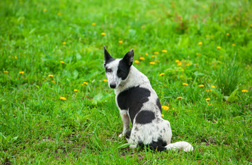 Funny dog sitting on the lawn.