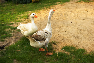 a flock of geese grazing on grass