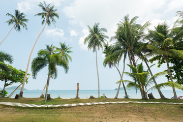 Fototapeta na wymiar Coconut Tree palm and path way at tropical beach, Koh Mak Island, Thailand