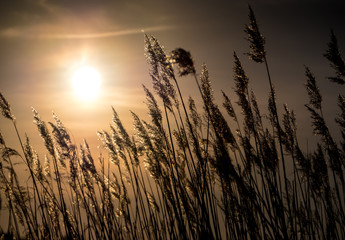 Golden Sunset and reed grass - obrazy, fototapety, plakaty