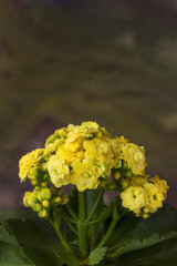 Yellow kalanchoe