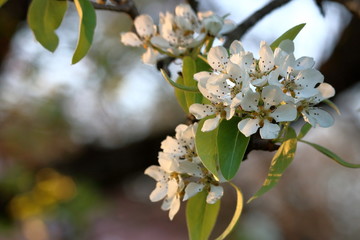 Pear tree in full bloom, lit by the setting sun.