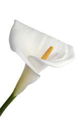 beautiful calla lily