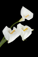 three white calla lily