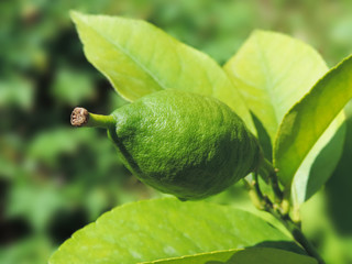 Green lemon on a lemon tree.