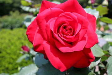 バラ　オリンピアード