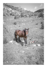 Mamma cavallo con puledro morto