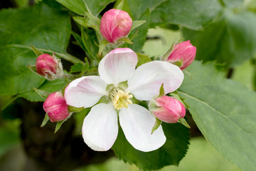 Obraz premium flower of wild apple tree