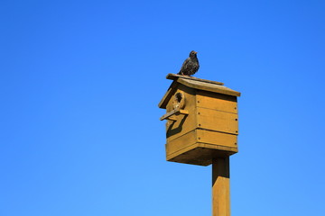 Скворец обыкновенный.
