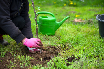 Baum pflanzen