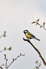 Great Tit singing