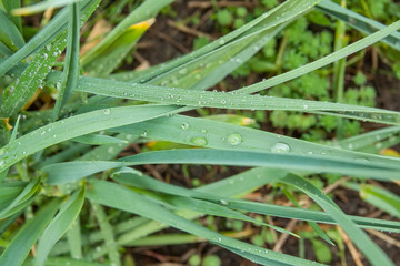 drops of dew on the spring green grass. Close-up