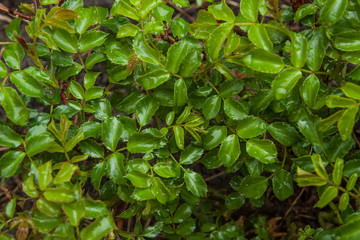 drops of dew on the rose leaves. Close-up