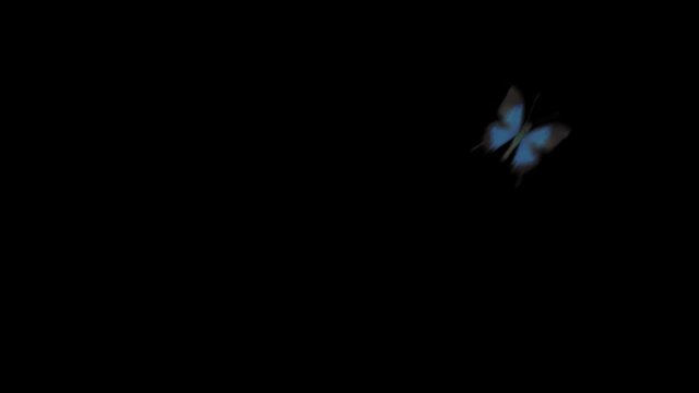 .Video multi-colored butterfly. Footage with alpha channel. File format - mov. Codec - PNG+Alpha