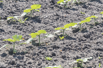 Plant sprout sunflower growing