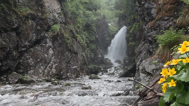 flowers on a background of a waterfall. the mountains