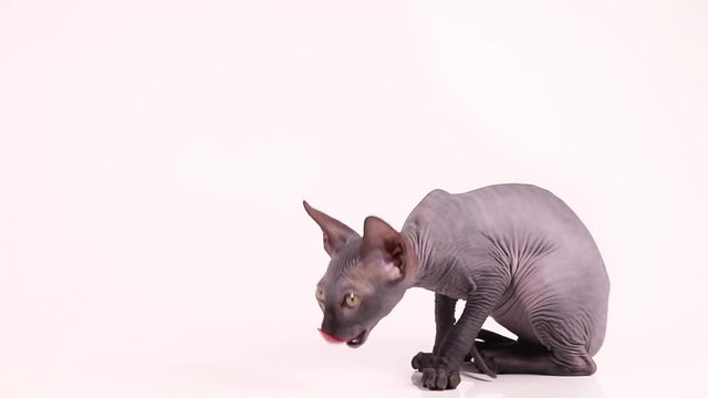 Don Sphinx kitty cat washes her face and licks her paws on white background
