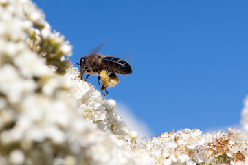 Abeille en vol qui butine du pollen, espèce en danger