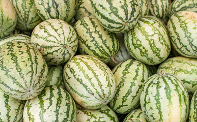 Fototapeta na wymiar Green watermelons