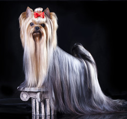 Yorkshire Terrier Dog with long groomed Hair Lying