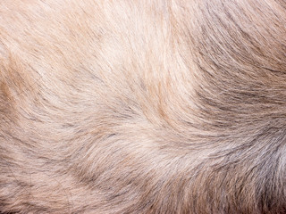 Fur texture.