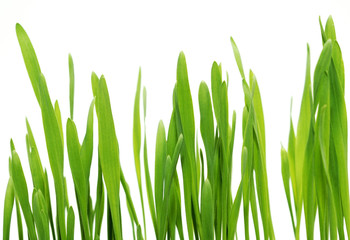 green grass isolated on white background