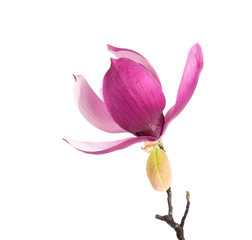 Fototapeta na wymiar Pink magnolia flowers isolated on white background