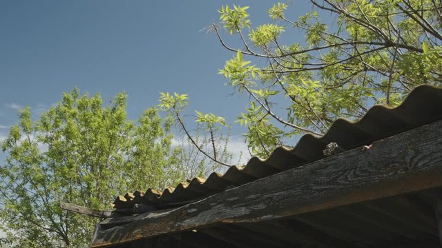 tree branches swaying in the wind above the roof of the wooden shed on the background of blue sky
