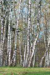 birch grove