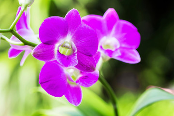 Fototapeta na wymiar Bright purple flowers