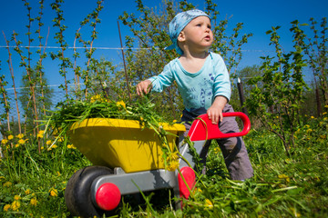 Малыш возит на тележке скошенную траву © ithorhanna