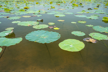 Lotus leaf background.