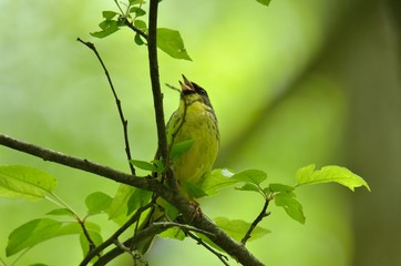 さえずるアオジ