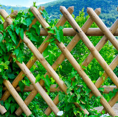 wooden fence and green plants