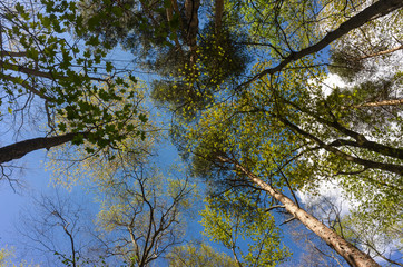 Obraz premium Tree tops in the forest. View of the tops of the mixed forest trees in the sunlight from the ground level