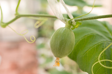 Young green melon hanging on tree