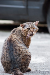 dirty homeless street cranky cat