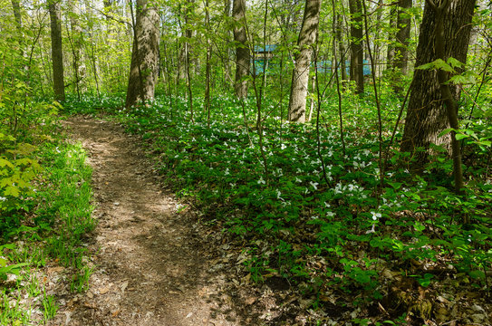 Nature trail surrounded by white trillium flowers