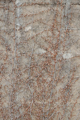 Dry Creeper Plant on concrete wall