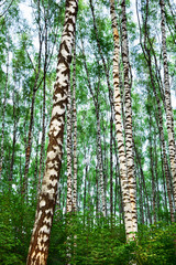 Fototapeta premium forest birch