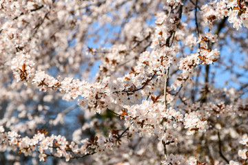 Fototapeta premium White Apple Tree Flowers Spring Blossom