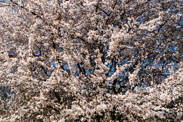 White Apple Tree Flowers Spring Blossom