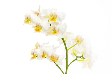 Fototapeta na wymiar little branch of orchids